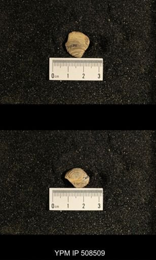 Astartella sp.