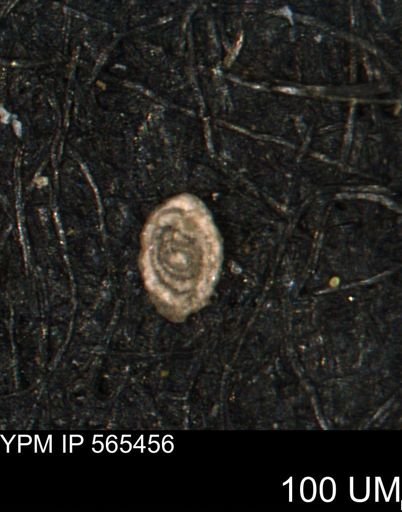 Spirolocammina planula