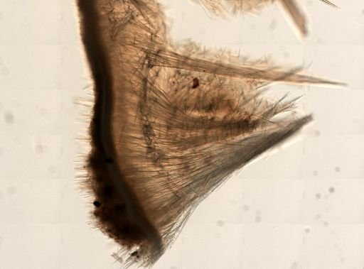 Polymastia