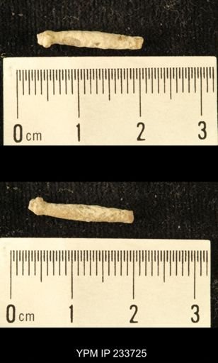 Archaeocidaris sp.