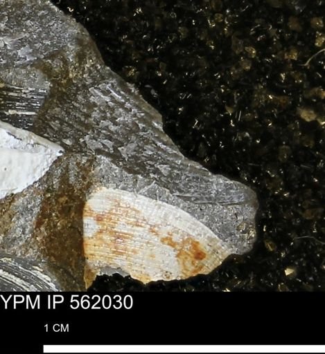 Oxytoma (Hypoxytoma) nebrascana