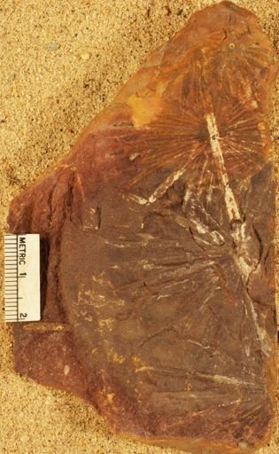 Annularia radiata