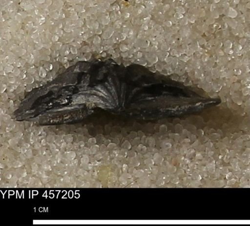 Stropheodonta erratica solidicosta