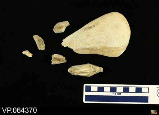 undet. Plesiosauridae