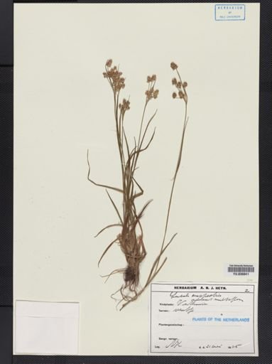 Luzula campestris