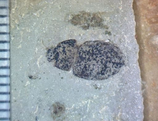 undet. Coleoptera