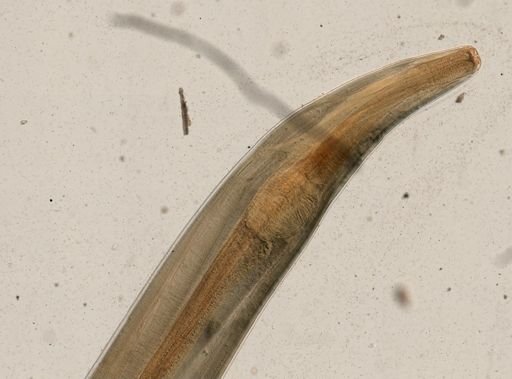 Dermatoxys veligera
