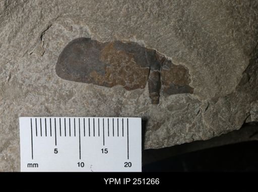 undet. Eurypterida