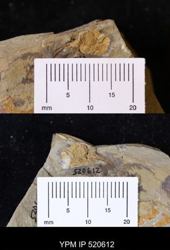 Chauvelicystis sp.