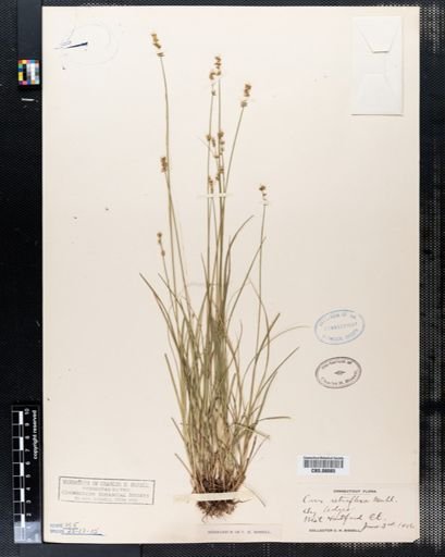 Carex retroflexa