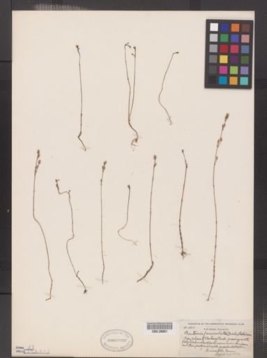 Bartonia paniculata