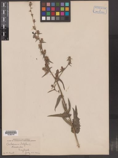 Cichorium intybus