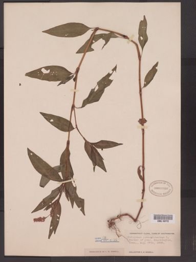 Polygonum pensylvanicum