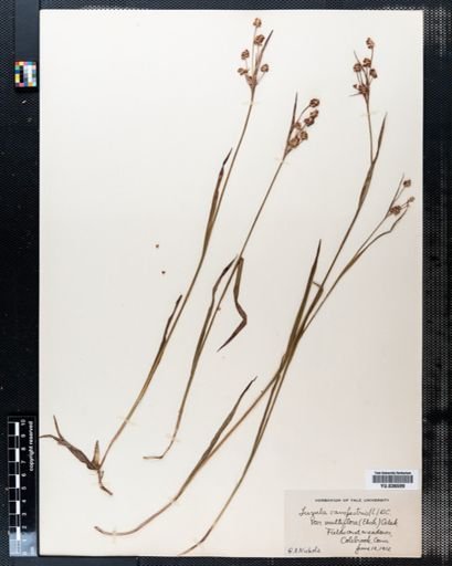 Luzula campestris