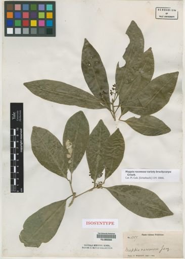 Mappia racemosa