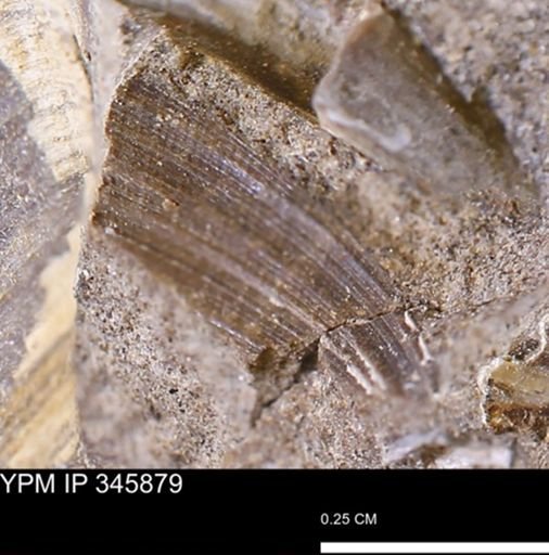 Limopsis striatopunctatus