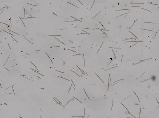 Haliclona (Gellius)