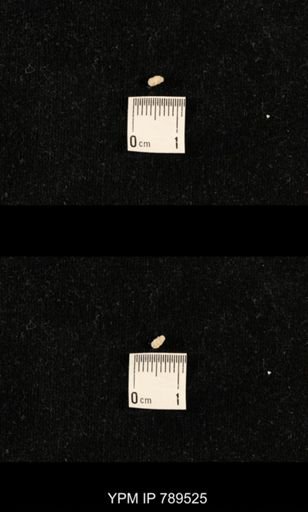 undet. Bryozoa
