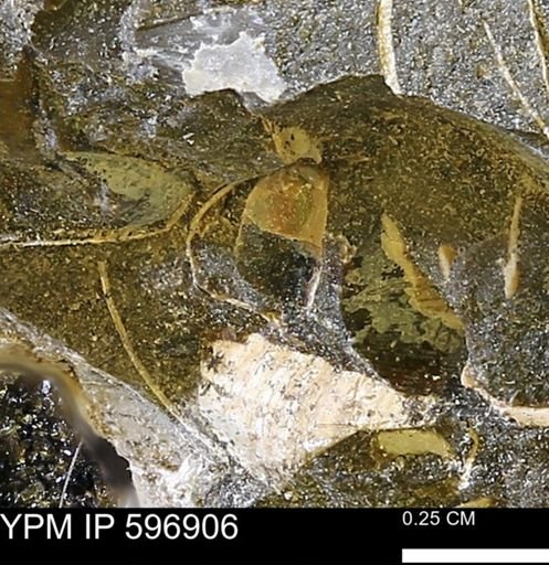 undet. Bivalvia