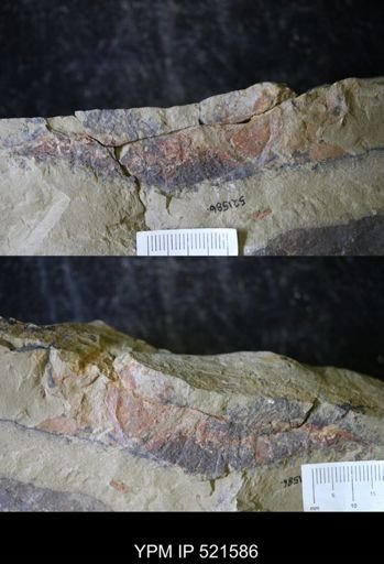 Aglaspida?
