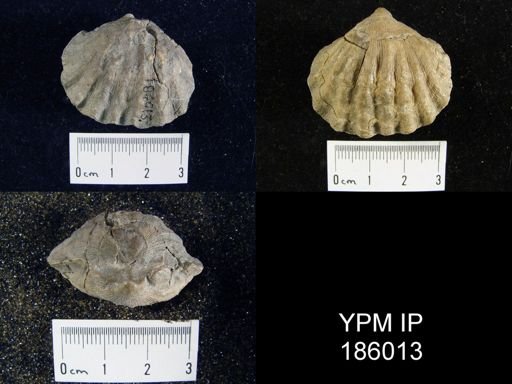 Meekella striatocostata
