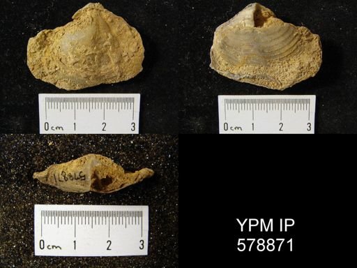 Reticularia pseudolineata