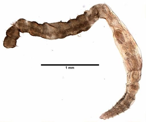 Tubificoides intermedius
