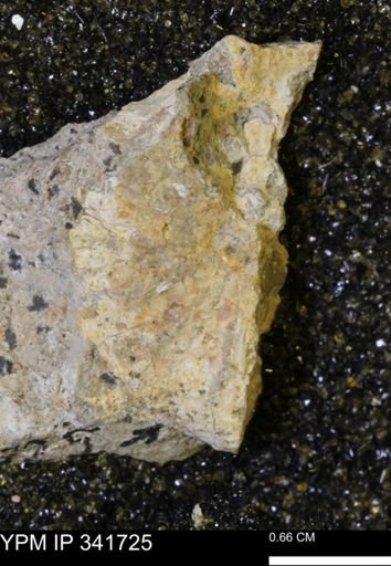 Scaphites sp.