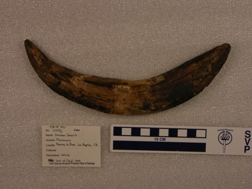 Smilodon fatalis