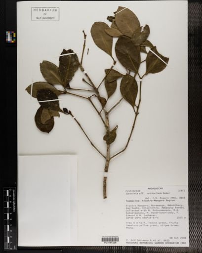 Plantae