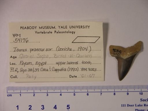 Isurus praecursor