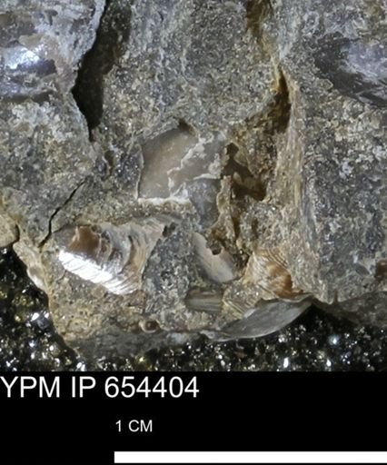 Mollusca