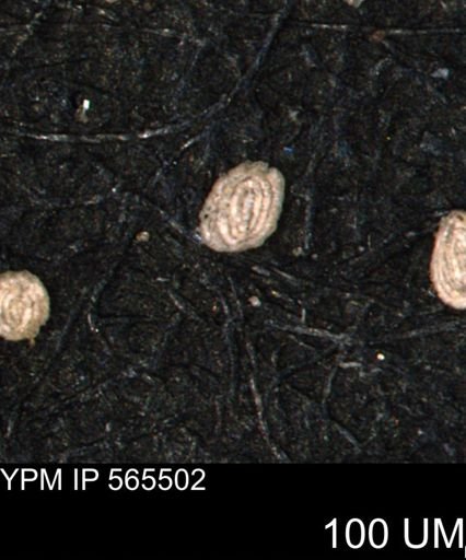 Spirolocammina planula