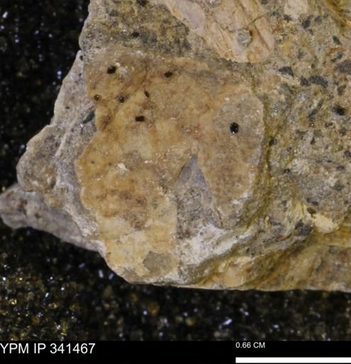 undet. Mollusca