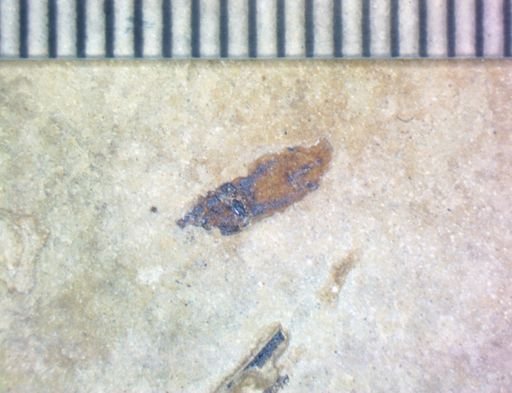 undet. Coleoptera