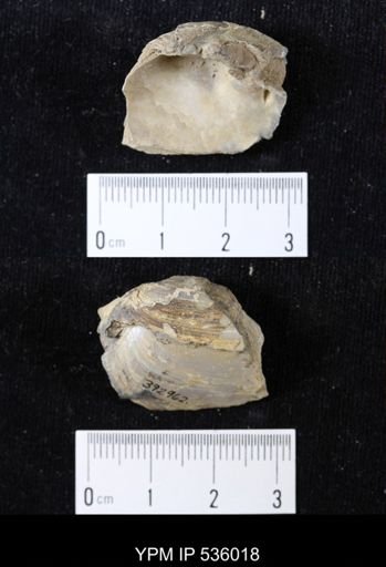 Unio priscus