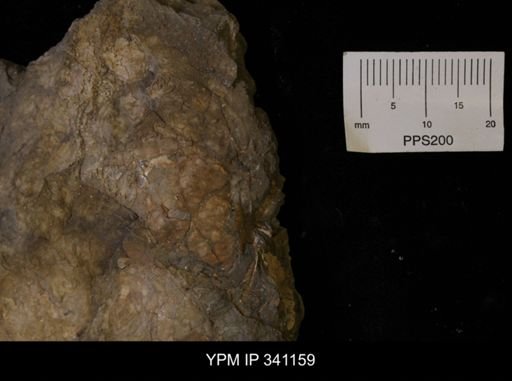 Inoceramus sp.