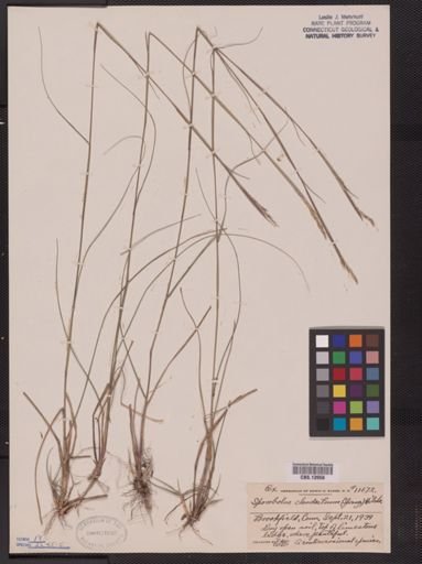 Sporobolus clandestinus