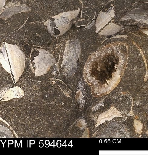 Protocardia sp.