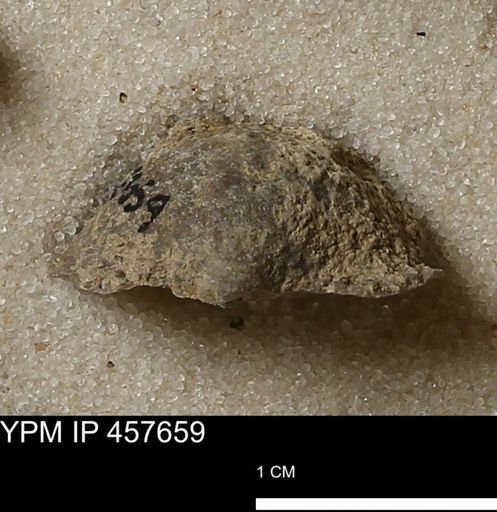 Helaspis sp.