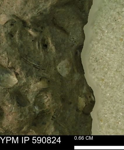 undet. Bivalvia