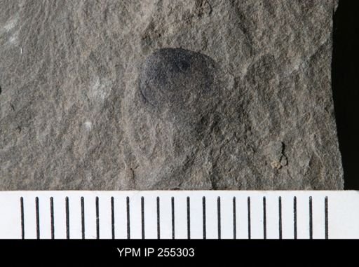 Eurypterida?