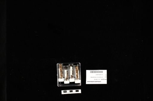 Ichthyophis kohtaoensis