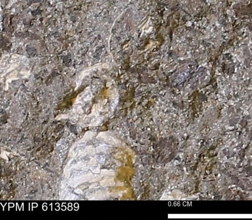 Scaphites sp.