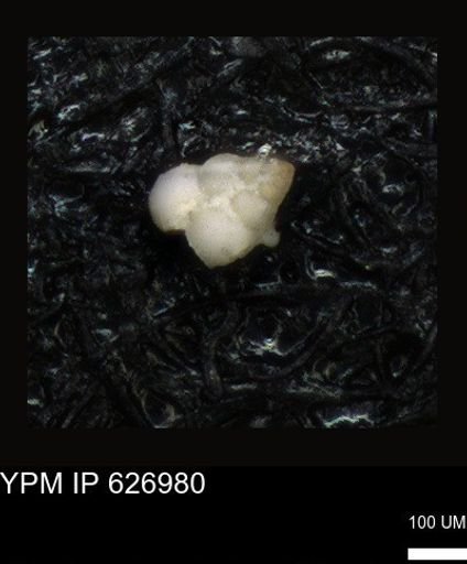 undet. Heterohelicidae