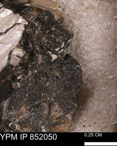 undet. Bivalvia
