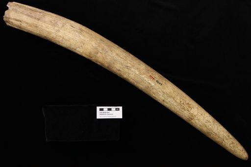 Odobenus rosmarus