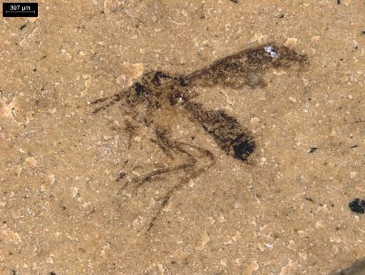 taxon undetermined