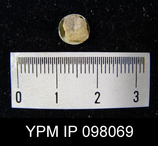 Leptaena rhomboidalis