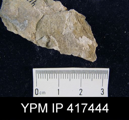 Stropheodonta sp.